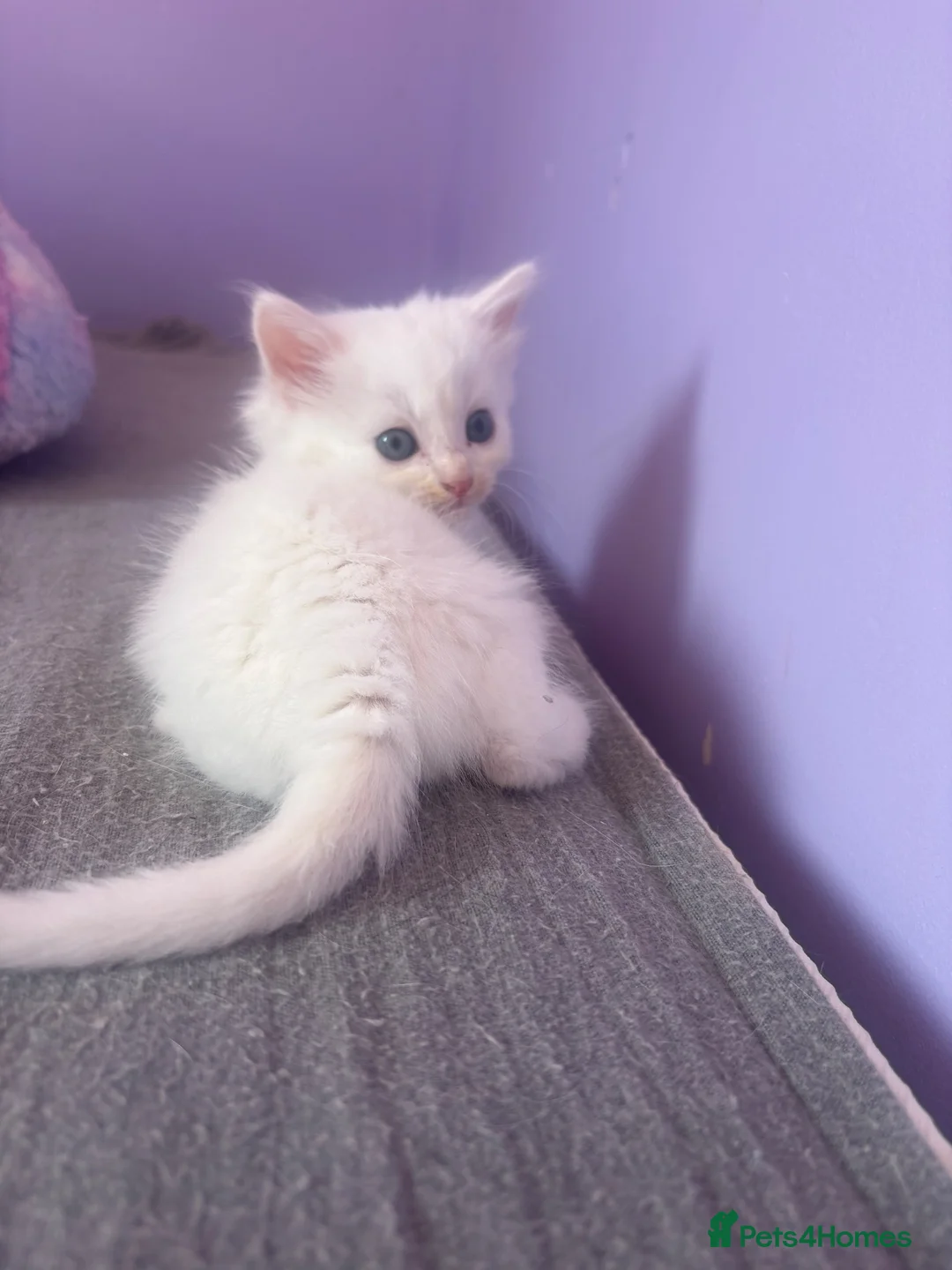 Mixed Breed cats for sale: Long hair fluffy kittens 2 white boys 1 cow cat gi - Advert 9