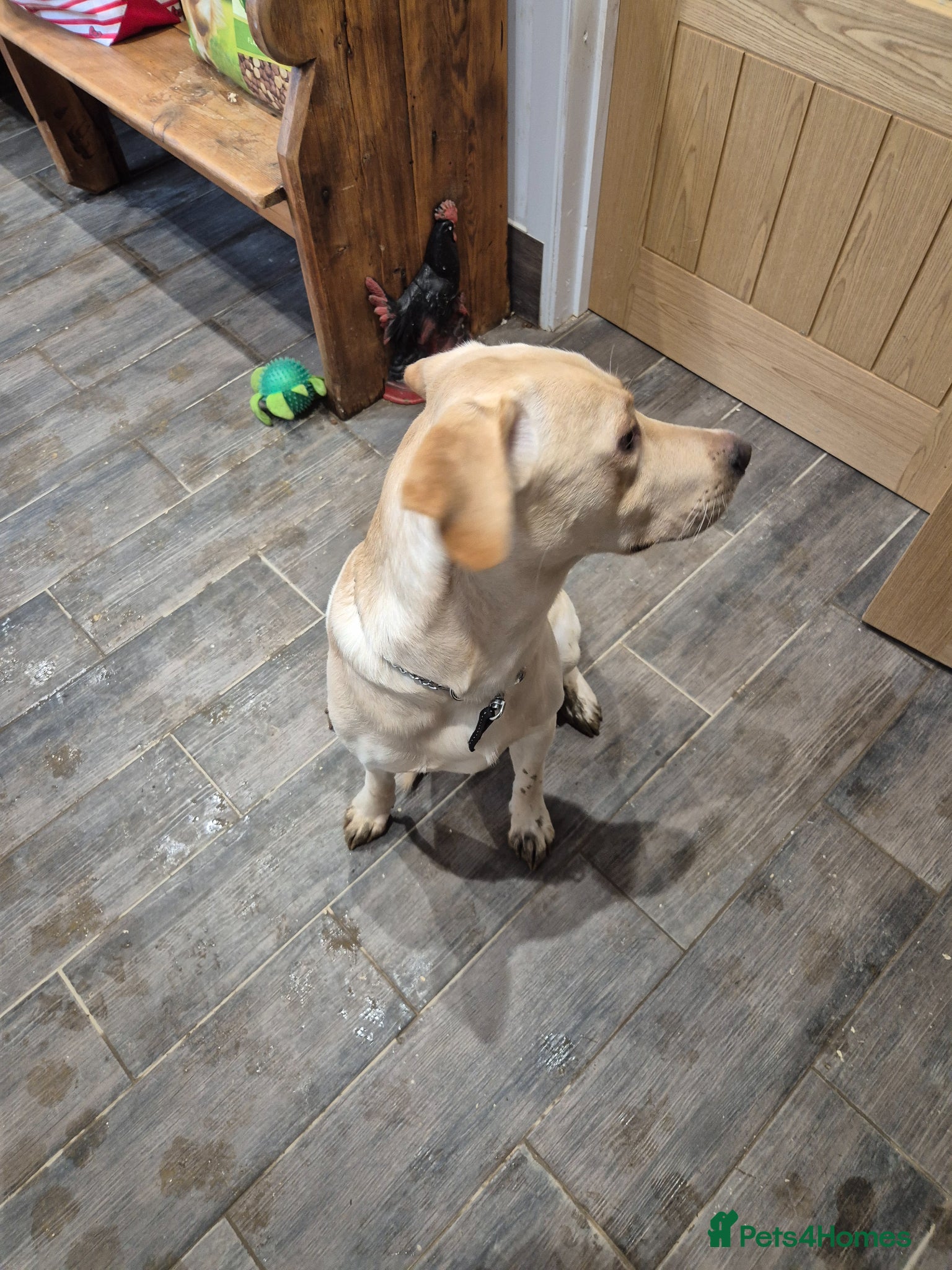 Labrador Retriever dogs Labrador Male - Advert 2