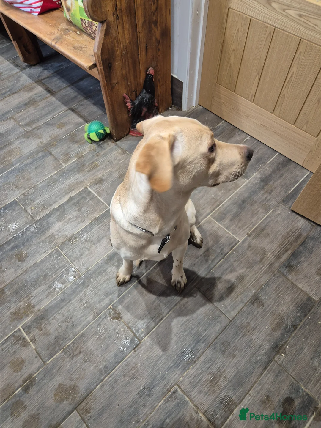 Labrador Retriever dogs for sale: Labrador Male - Advert 2