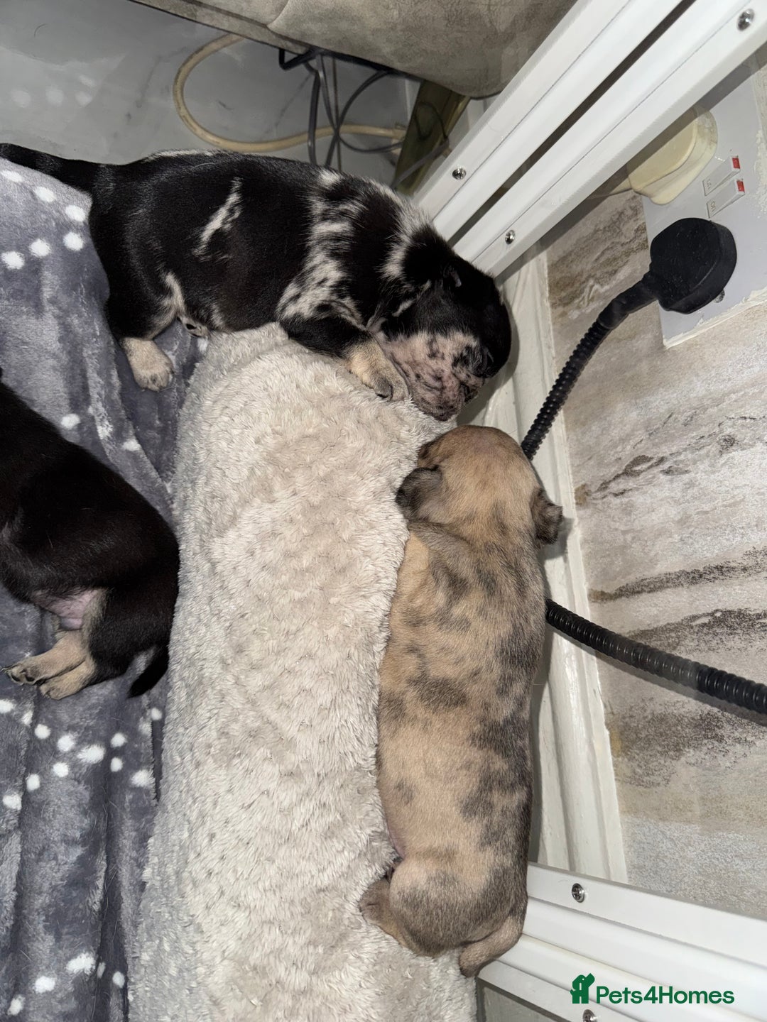 Frug dogs for sale: Pug/frenchie  - Advert 7