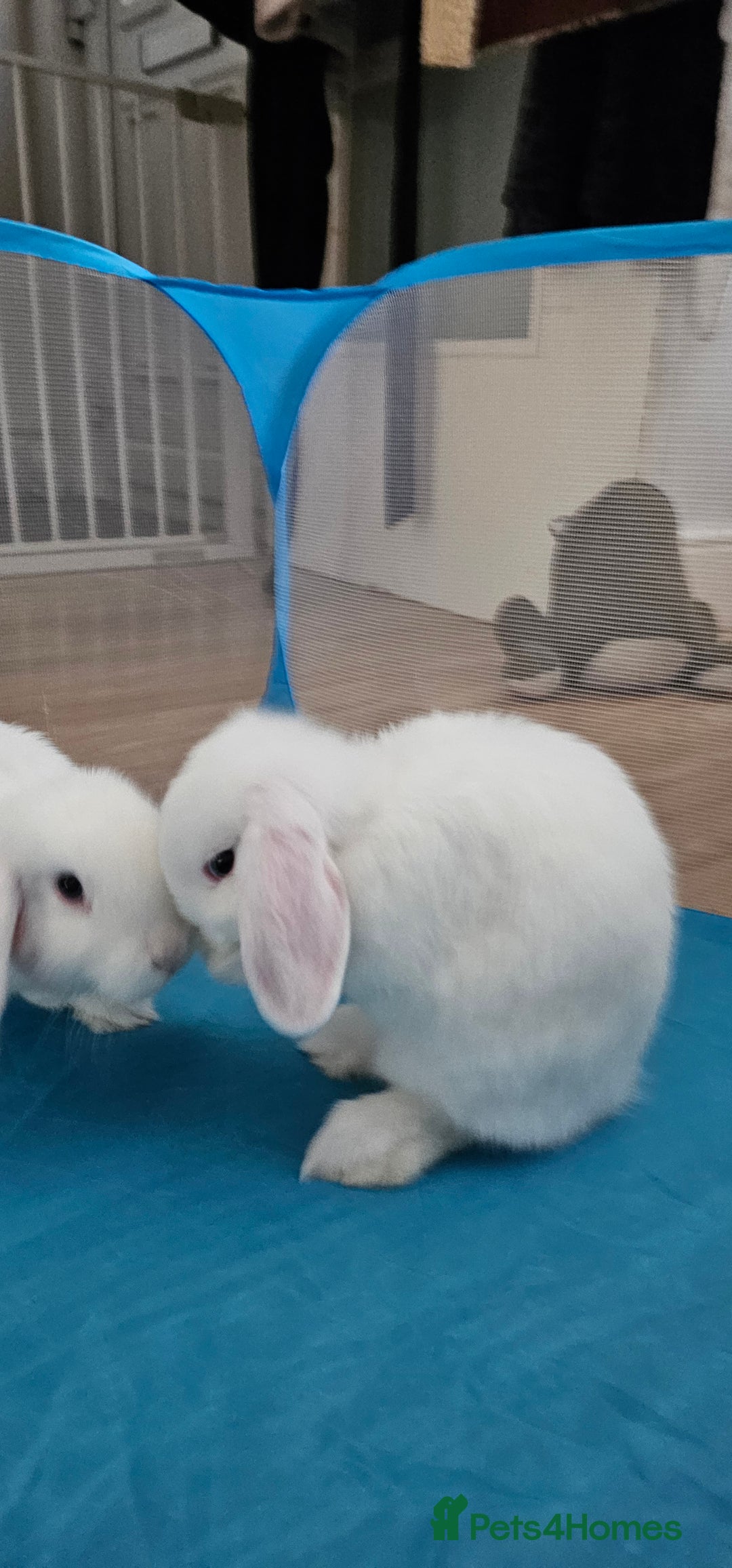Mini Lop rabbits for sale: Baby mini lop rabbits, only 2 boys left - Image 7