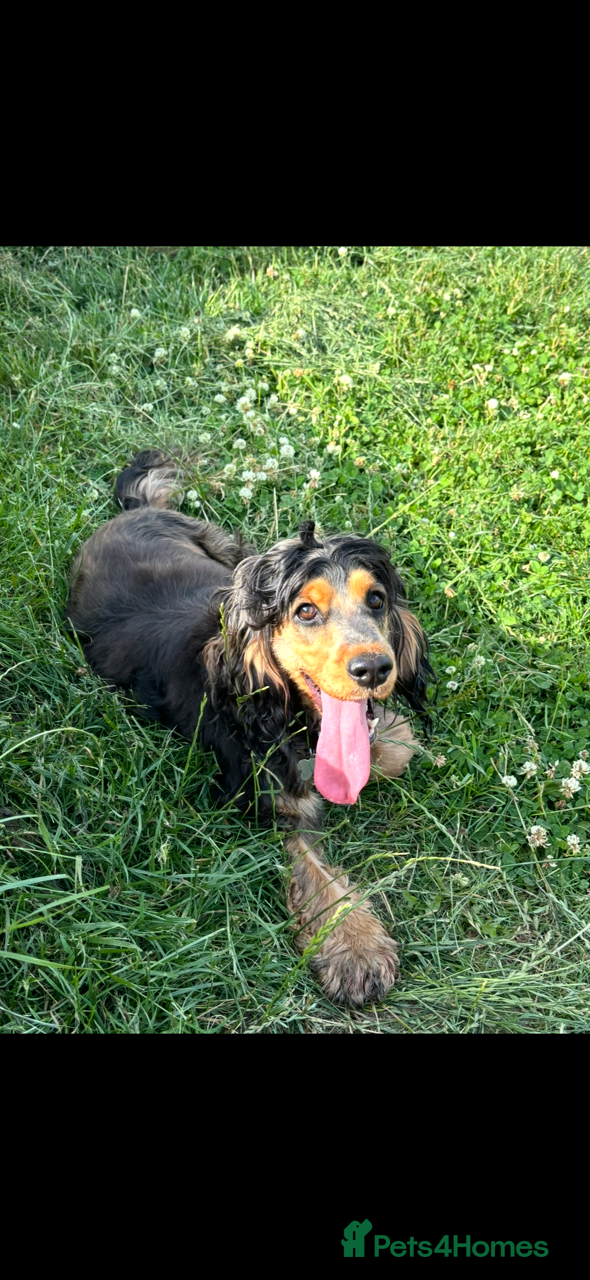 Cocker Spaniel dogs Female Cocker Spaniel - Advert 3