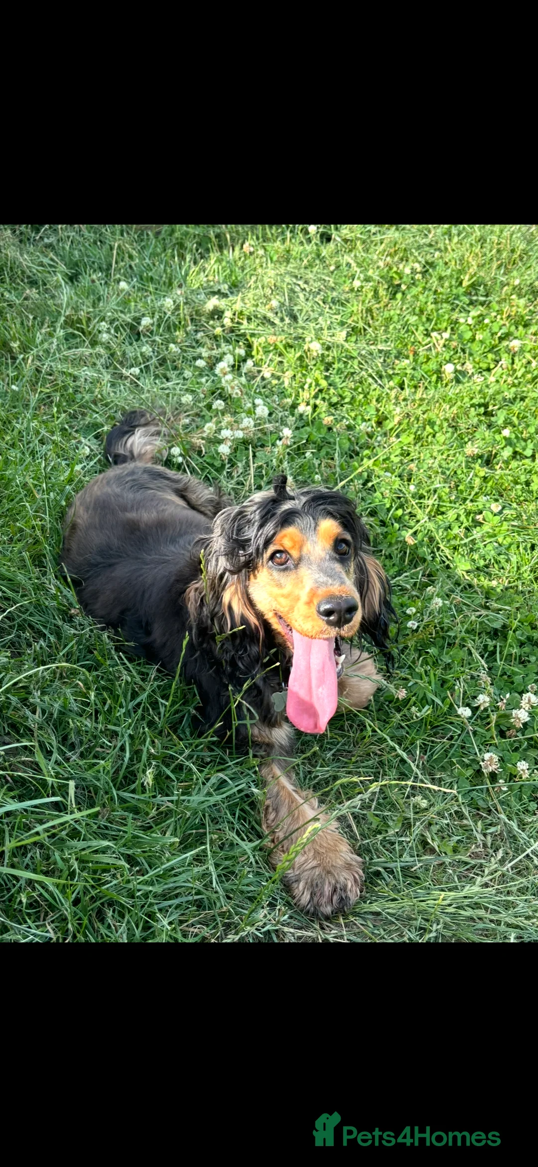 Cocker Spaniel dogs for sale: Female Cocker Spaniel - Advert 1