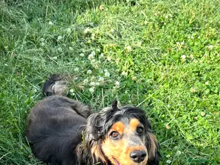 Cocker Spaniel dogs Female Cocker Spaniel - Advert 7