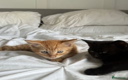 Mixed Breed cats for sale: Two beautiful male kittens  - Image 1