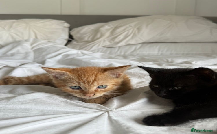 Mixed Breed cats - Advert 3