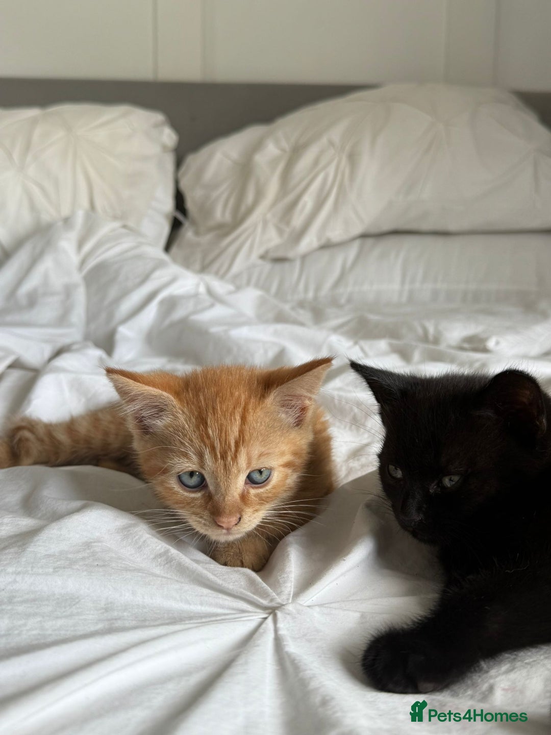 Mixed Breed cats for sale: Two beautiful male kittens  - Image 1