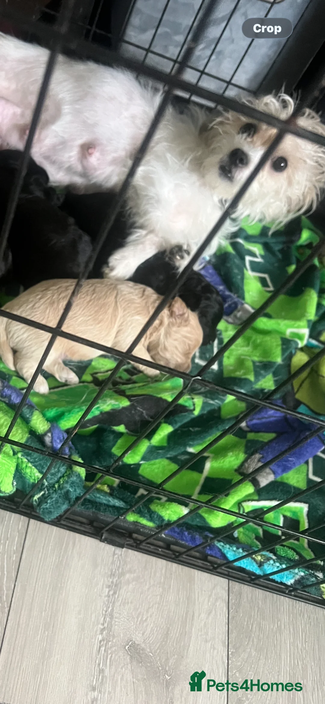 Mixed Breed dogs for sale: Mixed breed Malti - Advert 13