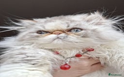 Persian cats for sale: Lovely Persian kitten  - Image 6