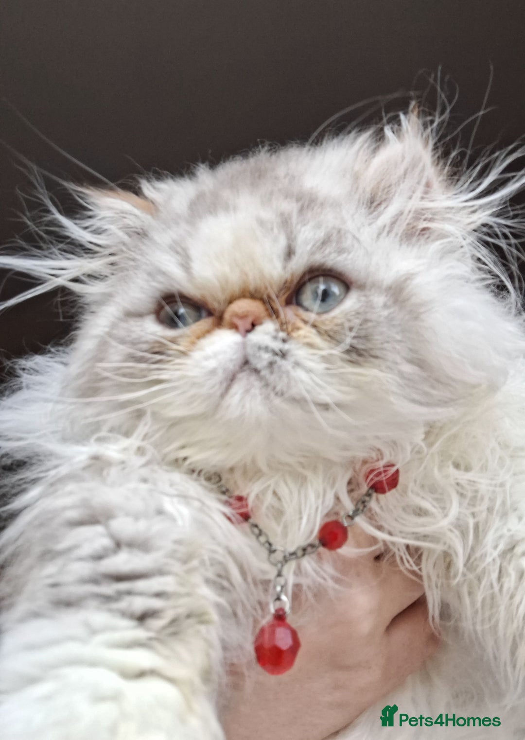 Persian cats for sale: Lovely Persian kitten  - Image 6