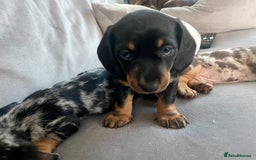Miniature Dachshund dogs for sale: Ready for new homes Mini Dachshund  - Image 25