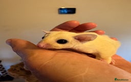 Sugar Glider rodents for sale: Unrelated pair of sugar gliders  - Image 1