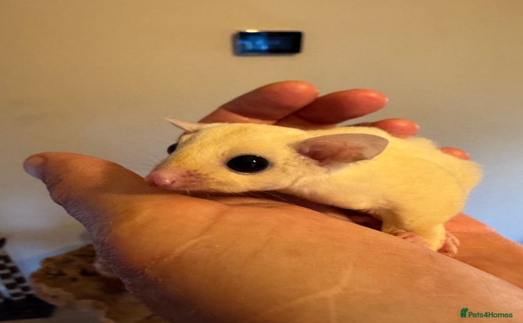 Sugar Glider rodents - Advert 10