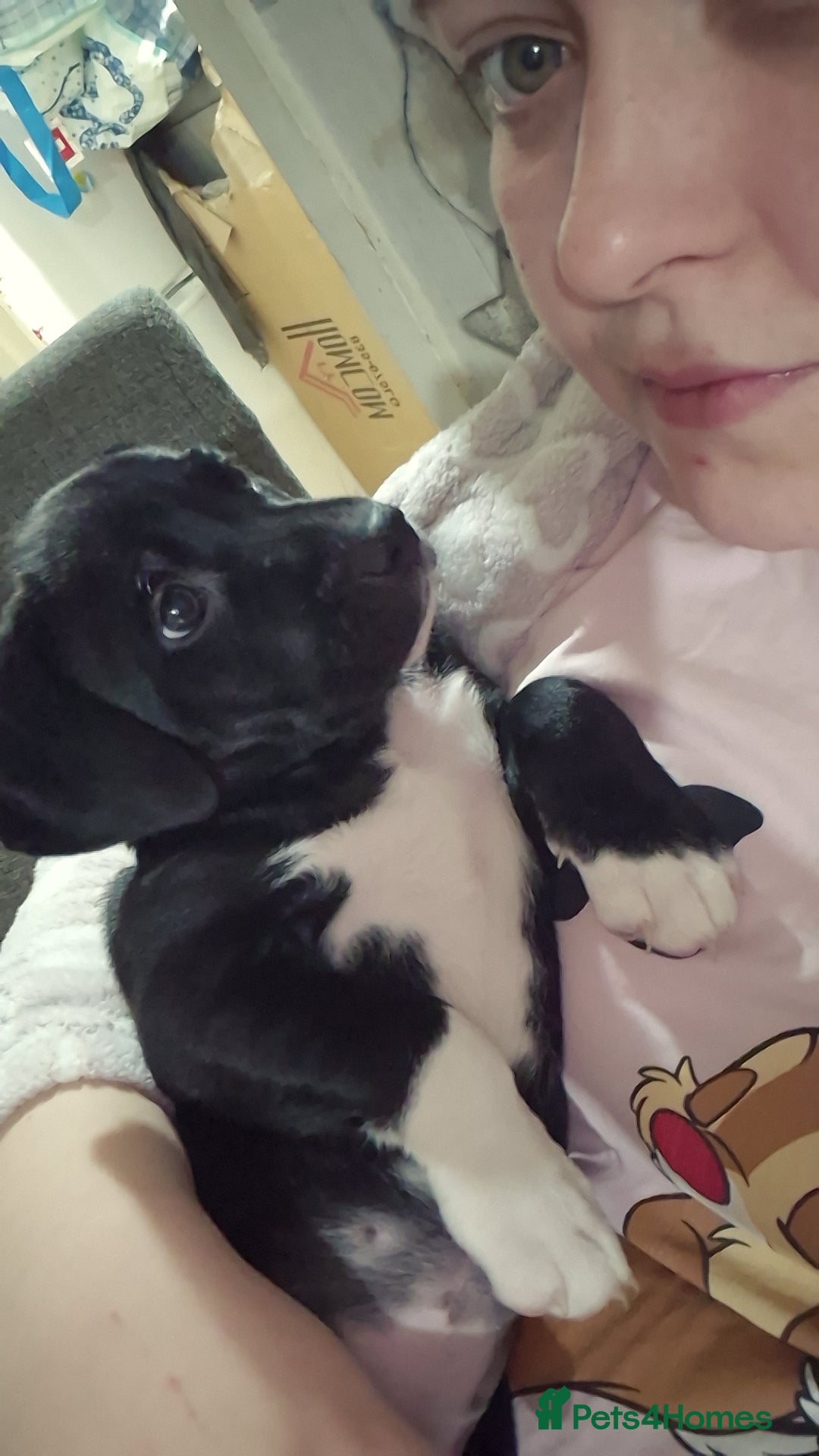 Mixed Breed dogs for sale: Staffadors  - Advert 6