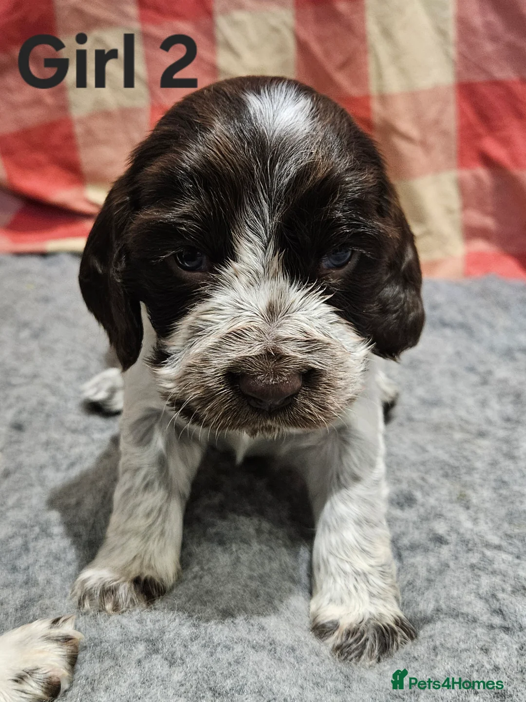 Cocker Spaniel dogs for sale: Gorgeous Show type Cocker Spaniel puppies - Advert 11