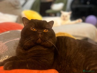 British Shorthair cats Chocolate British Shorthair Made- GCCF Active - Advert 1