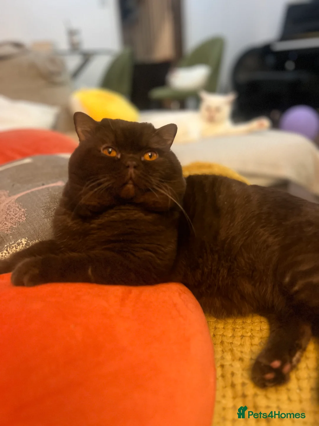 British Shorthair cats for sale:  Chocolate British Shorthair Made- GCCF Active - Advert 1