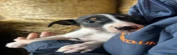 Border Collie dogs for sale: 8 Border collies puppies ready for a new home! - Advert 3