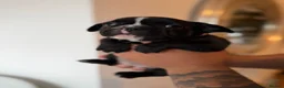 French Bulldog dogs for sale: French Bulldog Puppies for Sale in London - Advert 4