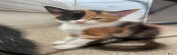 Mixed Breed cats for sale: kittens  - Advert 6