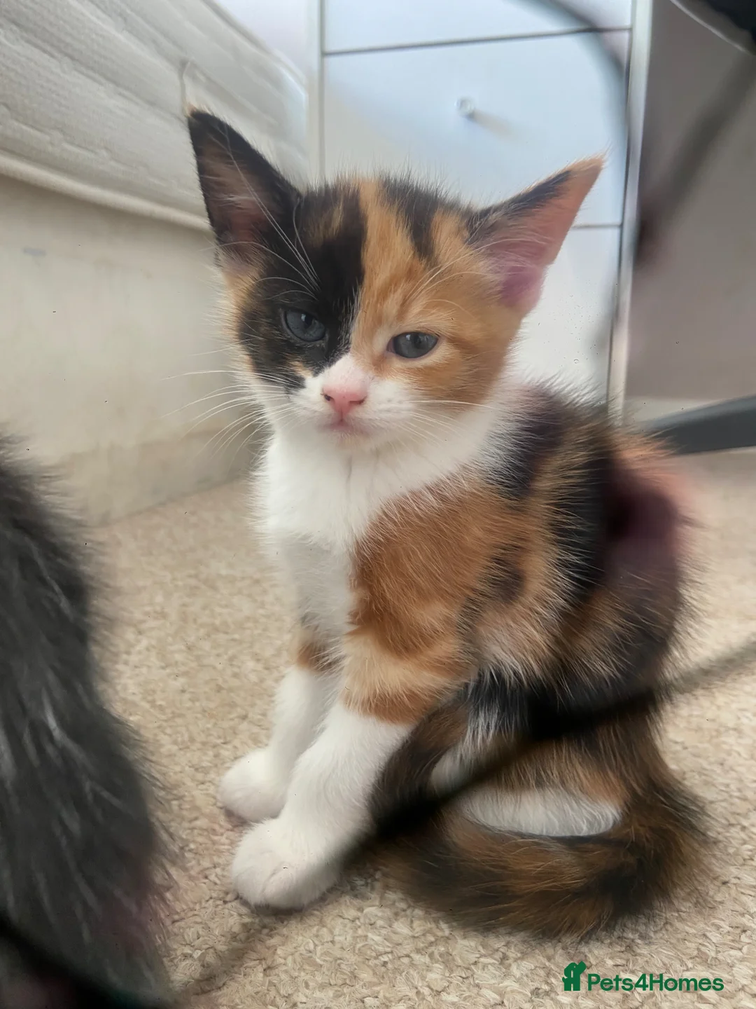 Mixed Breed cats for sale: kittens  - Advert 6