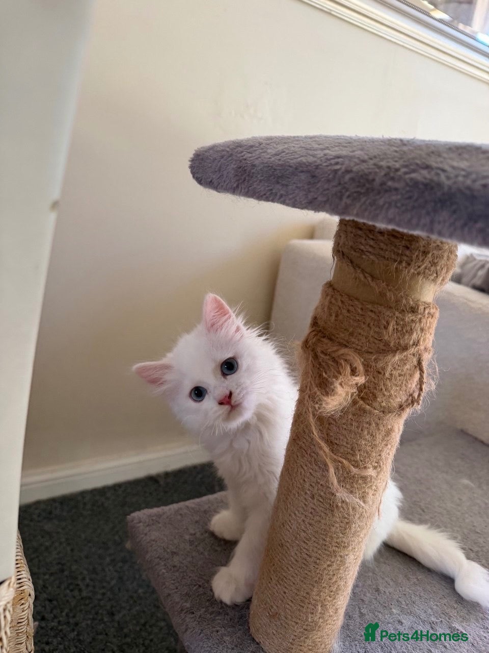 Turkish Angora cats Long hair kittens  - Advert 6