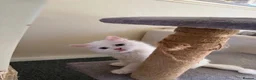 Turkish Angora cats for sale: Long hair kittens  - Advert 1