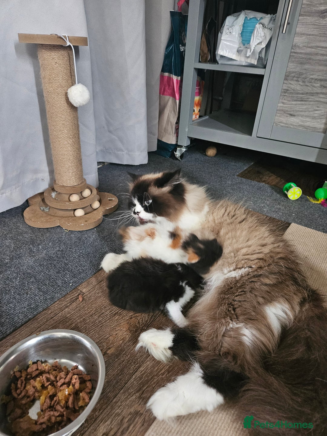Persian cats for sale: Persian kittens  - Image 11