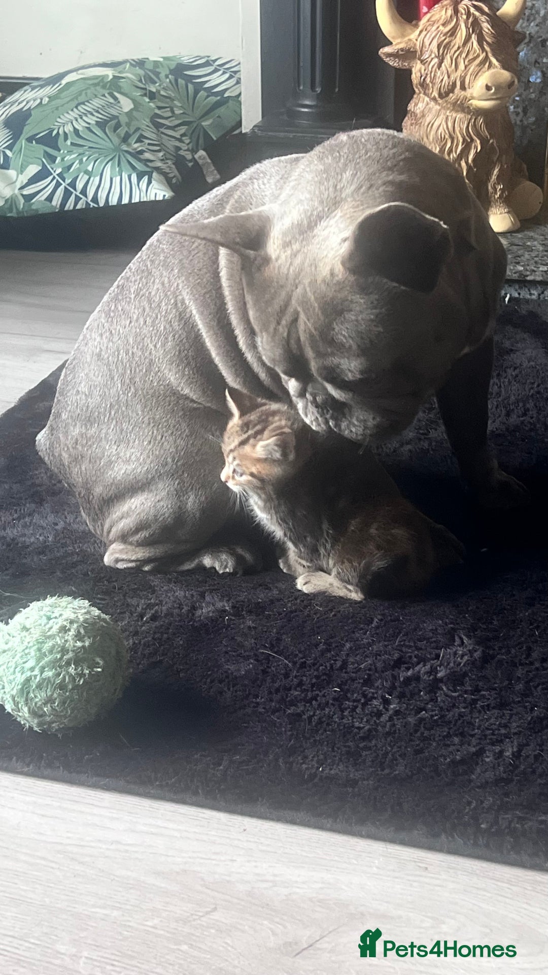 Mixed Breed cats for sale: 3 beautiful baby’s looking for their loving home  - Image 2