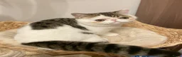 Exotic cats for sale: Gorgeous GCCF reg. Exotic kittens - Advert 8