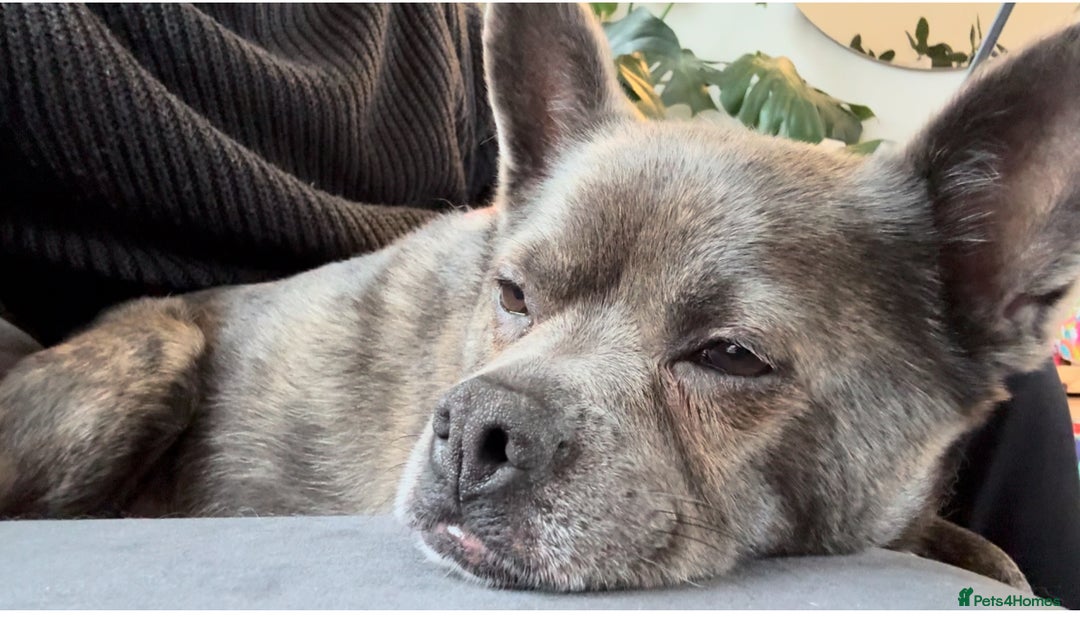 Mixed Breed dogs for sale: Ronnie  - Advert 25