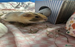 Guinea Pig rodents for sale: Four female guinea pig babies available. - Image 6