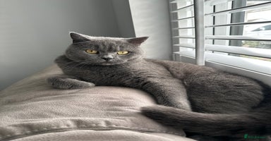 British Shorthair cats - Advert 3