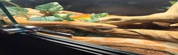 Corn Snake reptiles for sale: Male corn snake 13/12/22 - Advert 1