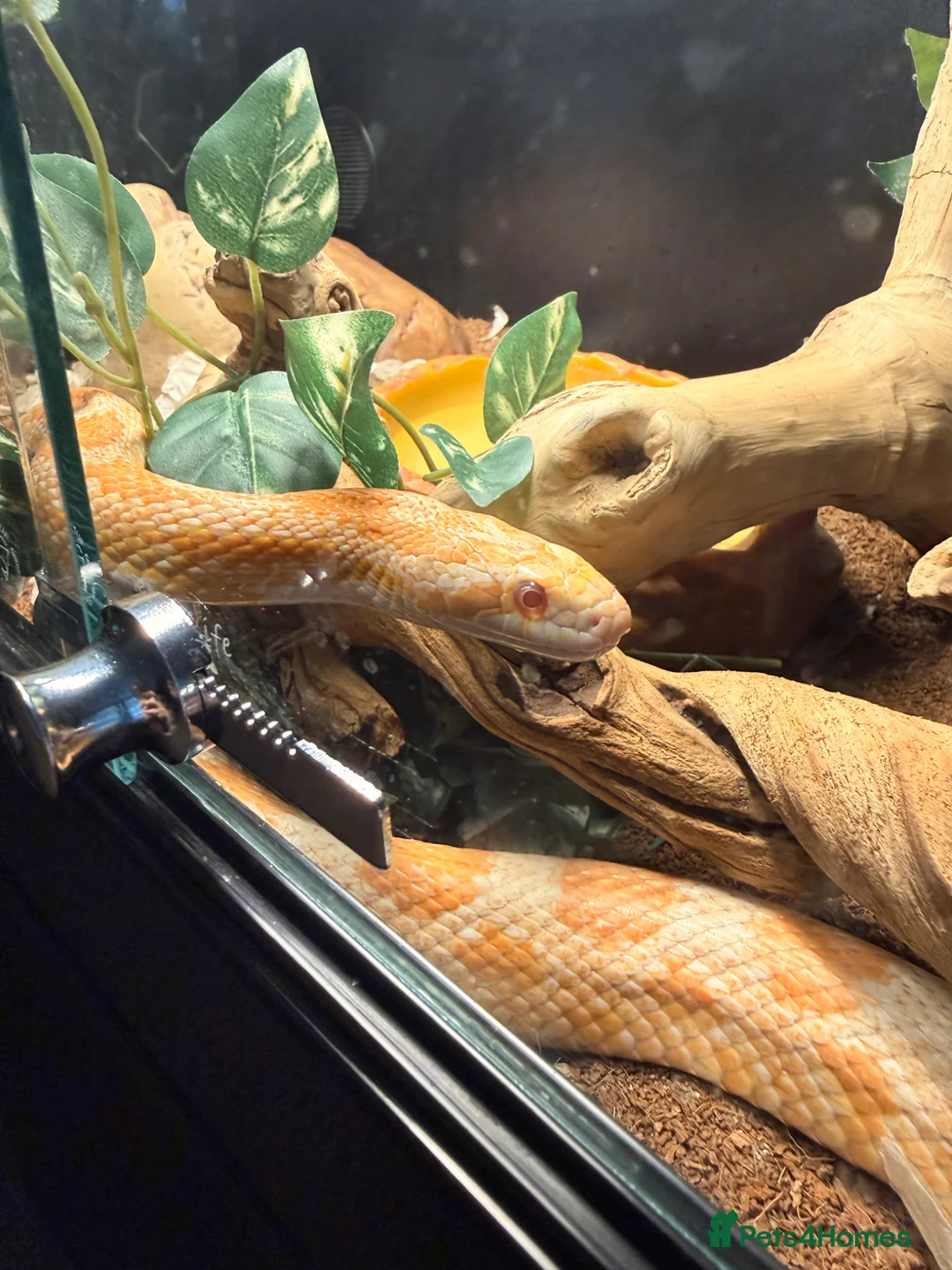 Corn Snake reptiles for sale: Male corn snake 13/12/22 - Advert 1