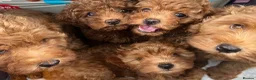 Cavapoo dogs for sale: Most beautiful Asian F1B Cavapoos - Advert 8