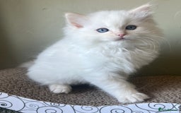 Ragdoll cats for sale: Cream point boy ready now in Lincoln - Image 7