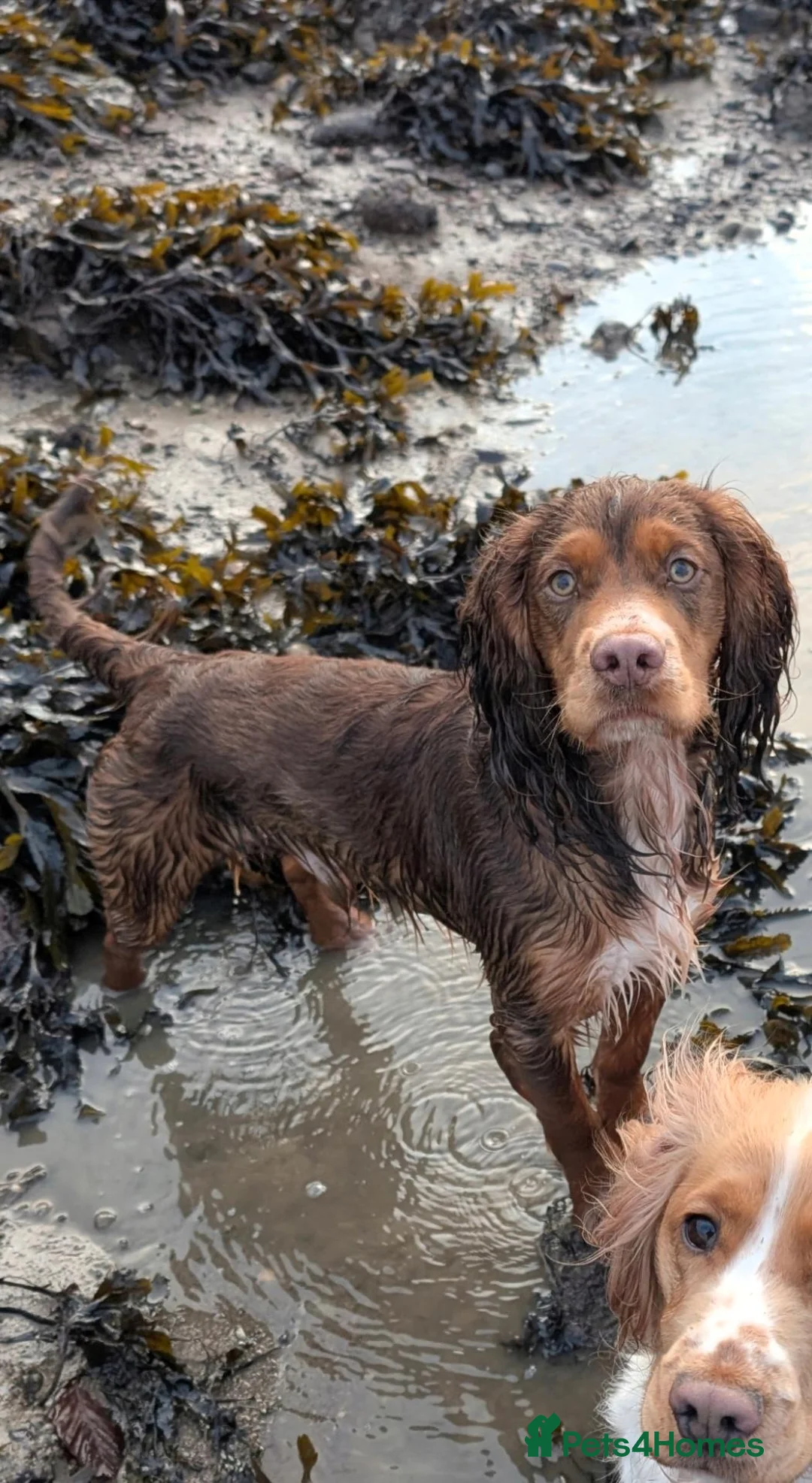 Cocker Spaniel dogs for stud: 🐾 WORKING COCKER SPANIEL – STUD  - Advert 1