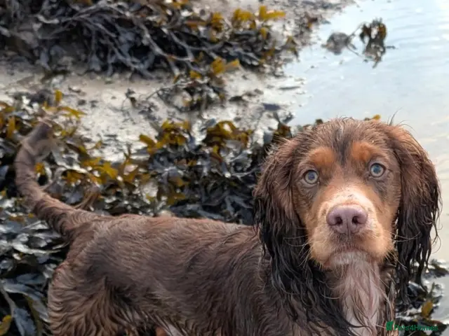 Cocker Spaniel dogs 🐾 WORKING COCKER SPANIEL – STUD - Advert 1