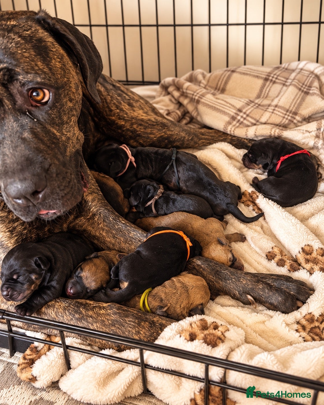 Mixed Breed dogs Cane Corso x Rottweiler Puppies – Ready 21 Nov - Advert 1
