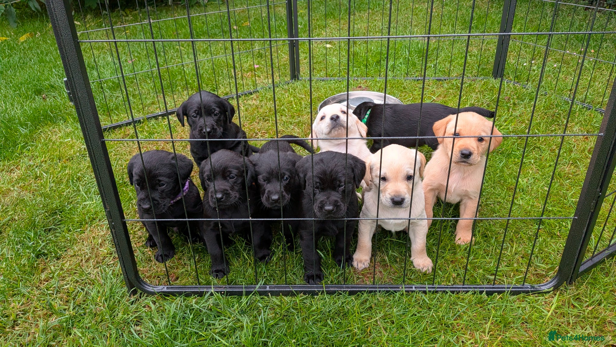Labrador Retriever dogs Stunning Litter from KC registered parents  - Advert 1