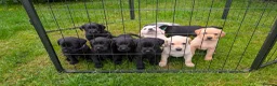 Labrador Retriever dogs for sale: Stunning Litter from KC registered parents  - Advert 1