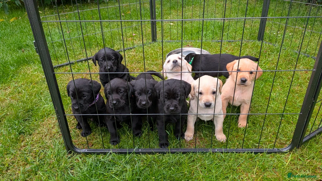 Labrador Retriever dogs for sale: Stunning Litter from KC registered parents  - Advert 1