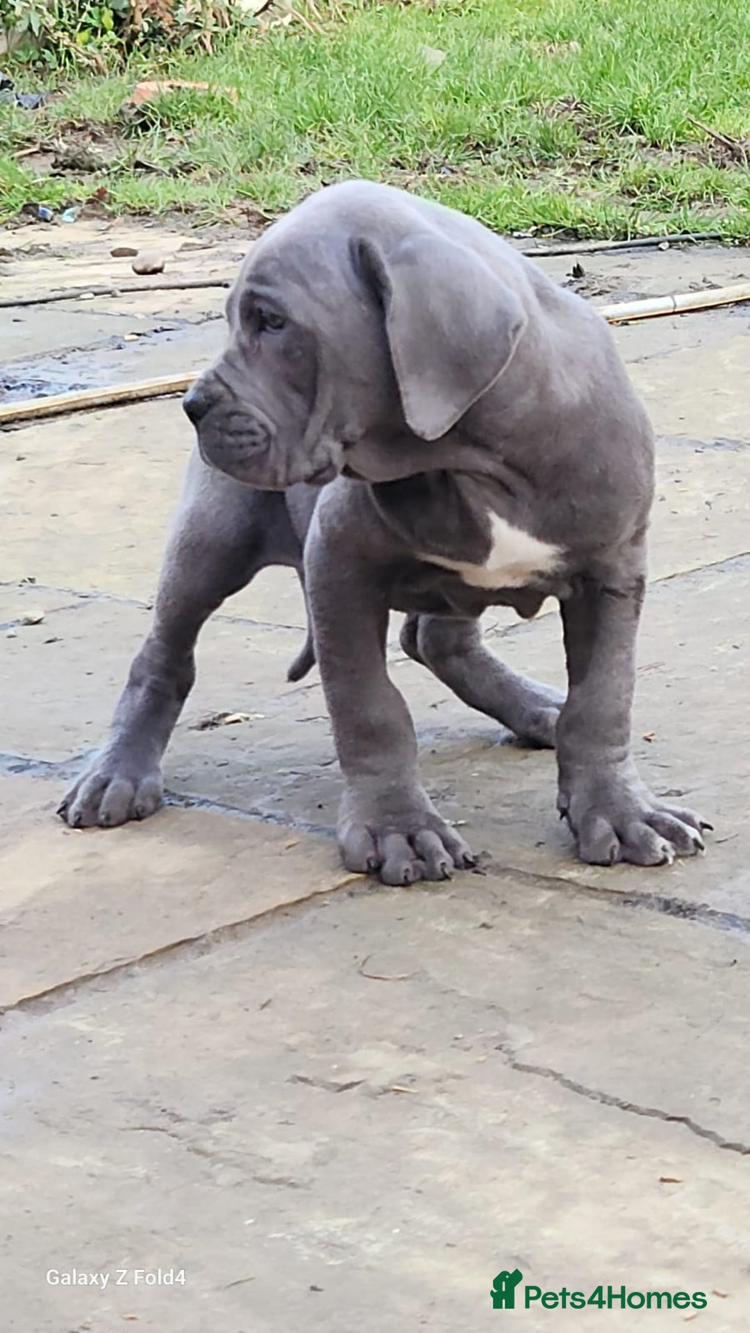 Cane Corso dogs for sale: Champion Blood Line Cane Corso Puppies - Advert 3