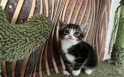 Mixed Breed cats for sale: Mixed breed- Norwegian Forest Cat  - Image 16