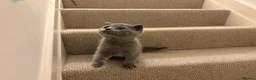 Scottish Fold cats for sale: Playful  lovely Scottish Fold - Advert 7