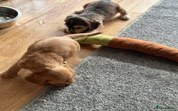 Cocker Spaniel dogs for sale: Handsome boys - Image 9
