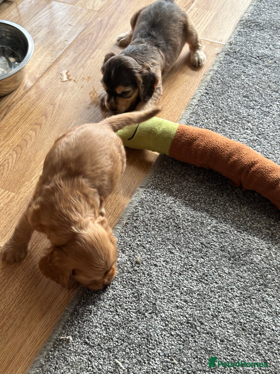 Cocker Spaniel dogs for sale: Handsome boys - Image 9