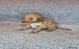 Irish Doodle dogs for sale: Toy Irish Doodle Puppies For Sale  - Image 14