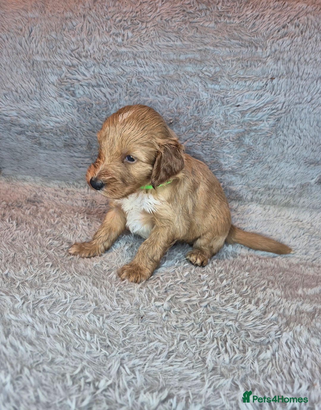 Irish Doodle dogs for sale: Toy Irish Doodle Puppies For Sale  - Image 14